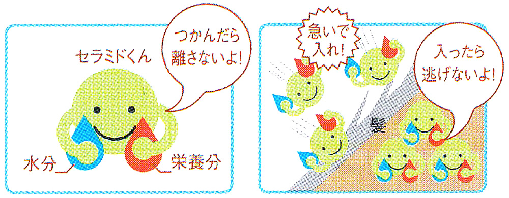 セラミドって何ですか