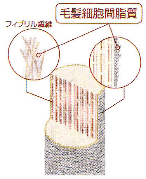 髪にもセラミドはあります